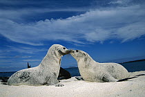 Galapagos Sea Lion (Zalophus wollebaeki) two playful pups covered in sand, Mosquera Island, Galapagos Islands, Ecuador