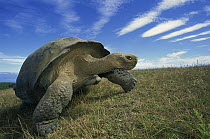 Galapagos Giant Tortoise (Chelonoidis nigra) old male in dry season on caldera rim, Alcedo Volcano, Isabella Island, Galapagos Islands, Ecuador