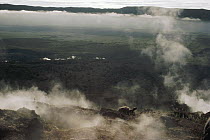 Galapagos Giant Tortoise (Chelonoidis nigra) amid steaming fumaroles on caldera rim, Alcedo Volcano, Isabella Island, Galapagos Islands, Ecuador