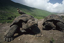 Volcan Alcedo Giant Tortoise (Chelonoidis nigra vandenburghi) on caldera floor with Galapagos Hawk (Buteo galapagoensis) riding on back, Alcedo Volcano, Isabella Island, Galapagos Islands, Ecuador