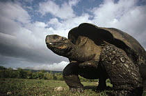 Galapagos Giant Tortoise (Chelonoidis nigra) large male on caldera floor, Alcedo Volcano, Isabella Island, Galapagos Islands, Ecuador