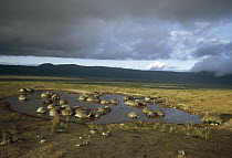 Galapagos Giant Tortoise (Chelonoidis nigra) group congregating in seasonal pool inside caldera, Alcedo Volcano, Isabella Island, Galapagos Islands, Ecuador