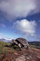 Galapagos Giant Tortoise (Chelonoidis nigra) on caldera rim, Alcedo Volcano, Isabella Island, Galapagos Islands, Ecuador