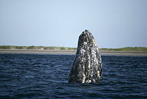 Gray Whale (Eschrichtius robustus) adult spy hopping in breeding lagoon, Magdalena Bay, Baja California, Mexico