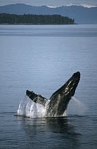 Humpback Whale (Megaptera novaeangliae) breaching in summer feeding grounds, Southeast Alaska