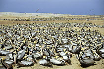 Peruvian Pelican (Pelecanus thagus) nesting colony on Guano Island, Lobos De Afuera, Peru