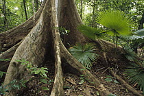 Woka Palm (Livingstonia rotundifolia) and buttress in lowland rainforest understory, Tangkoko-Dua Saudara Nature Reserve, Sulawesi, Indonesia