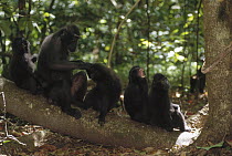 Celebes Black Macaque (Macaca nigra) group, mid-morning rest and grooming session, Tangkoko-Dua Saudara Nature Reserve, Sulawesi, Indonesia