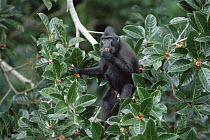 Celebes Black Macaque (Macaca nigra) stripping fig (Ficus forstini) of ripe fruit, Tangkoko-Dua Saudara Nature Reserve, Sulawesi, Indonesia