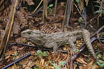Tuatara (Sphenodon punctatus) 70 year old male portrait, the only surviving species of an order that flourished 200 million years ago, Otorohanga Zoological Facility, New Zealand