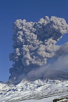 Mt Ruapehu eruption 1996, at 2,927 meters, the highest volcano on the North Island, ash explosion of 3rd day of eruption, Tongariro National Park, New Zealand