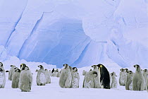 Emperor Penguin (Aptenodytes forsteri) large rookery on sea ice, Atka Bay, Princess Martha Coast, Weddell Sea, Antarctica