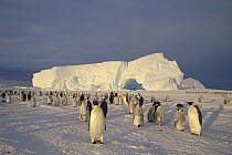 Emperor Penguin (Aptenodytes forsteri) large rookery on sea ice, Atka Bay, Princess Martha Coast, Weddell Sea, Antarctica