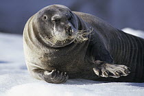 Bearded Seal (Erignathus barbatus) resting on ice floe, Kongsfjorden, Spitsbergen, Svalbard, Norwegian Arctic