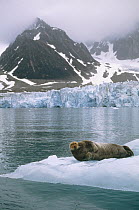 Bearded Seal (Erignathus barbatus) resting on ice floe near Wagon Way Glacier, Magdalenefjorden, Spitsbergen, Svalbard, Norwegian Arctic
