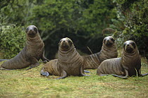 Hooker's Sea Lion (Phocarctos hookeri) four young pups in rata forest, Enderby Island, Auckland Islands, New Zealand