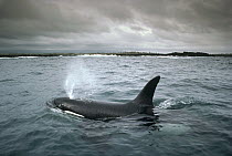 Orca (Orcinus orca) male frequenting inshore waters in search of stingrays, Santa Cruz Island, Galapagos Islands, Ecuador