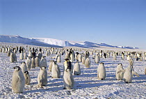 Emperor Penguin (Aptenodytes forsteri) rookery on ice among frozen icebergs, Atka Bay, Princess Martha Coast, Weddell Sea, Antarctica