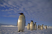 Emperor Penguin (Aptenodytes forsteri) group traveling vast distance across fast ice to nesting rookery, Kloa Point, Edward VIII Gulf, Antarctica