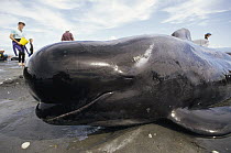 Long-finned Pilot Whale (Globicephala melas) largest male in stranded population of 65, volunteers keep animals cool while waiting for rising tide, Golden Bay, New Zealand