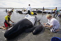Long-finned Pilot Whale (Globicephala melas) stranded pod of 65, young volunteers comfort and cool a cow and tiny calf while waiting for rising tide, Golden Bay, New Zealand