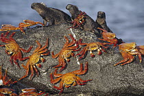 Sally Lightfoot Crab (Grapsus grapsus) group sharing boulder with Marine Iguana (Amblyrhynchus cristatus) trio to escape high tide, Mosquera Island, Galapagos Islands, Ecuador