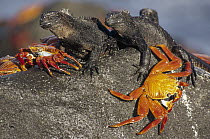 Sally Lightfoot Crab (Grapsus grapsus) pair sharing boulder with Marine Iguanas (Amblyrhynchus cristatus) to escape high tide, Mosquera Island, Galapagos Islands, Ecuador