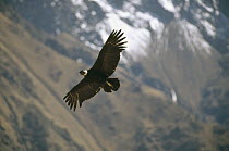 Andean Condor (Vultur gryphus) the largest flying bird with three meter wingspan weighing 11 kg, soaring over thermal updraft over 12,000 meter deep Colca Canyon, Peruvian Andes, Peru