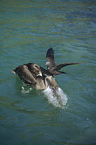 Brown Noddy (Anous stolidus) attempting to snatch fish from Brown Pelican (Pelecanus occidentalis), Academy Bay, Santa Cruz Island, Galapagos Islands, Ecuador