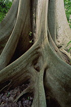 True Fig Shell (Ficus variegata) with fruits growing on buttressed roots, Tangkoko-Dua Saudara Nature Reserve, Sulawesi, Indonesia