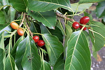 False Banyon (Ficus altissima) brief heavy crop of red fruit attractins numerous frugivores when red, Tangkoko-Dua Saudara Nature Reserve, Sulawesi, Indonesia