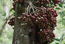 True Fig Shell (Ficus variegata) with heavy fruit growing on trunk, Tangkoko-Dua Saudara Nature Reserve, Sulawesi, Indonesia