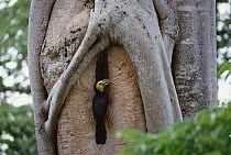 Tarictic Hornbill (Penelopides panini) male delivering Figs to female sealed inside hollow tree, Tangkoko-Dua Saudara Nature Reserve, Sulawesi, Indonesia