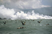 Brown Pelican (Pelecanus occidentalis) flock flying over lava heated waters, attracted by dead fish, Cape Hammond, Fernandina Island, Galapagos Islands, Ecuador