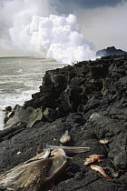 Brown Pelican (Pelecanus occidentalis) killed from eating dead fish in lava heated waters, Cape Hammond, Fernandina Island, Galapagos Islands, Ecuador