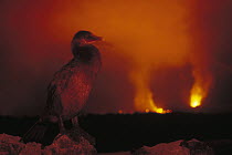 Flightless Cormorant (Phalacrocorax harrisi) with volcanic eruption, Cape Hammond, Fernandina Island, Galapagos Islands, Ecuador