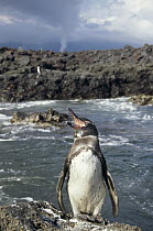 Galapagos Penguin (Spheniscus mendiculus) suffering from the heat of a volcanic eruption, Cape Hammond, Fernandina Island, Galapagos Islands, Ecuador