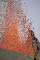 Splatter cone formation and lava fountain from eruptive vent along radial fissure on flank of shield volcano, Cape Hammond, Fernandina Island, Galapagos Islands, Ecuador