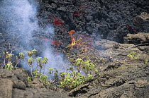 Advancing Aa lava flow slowly consuming vegetation in its path, Cape Hammond, Fernandina Island, Galapagos Islands, Ecuador