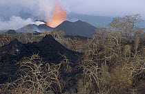 New spatter cones in old vegetated crater with lava fountain from active vent along radial fissure on flank of shield volcano, Cape Hammond, Fernandina Island, Galapagos Islands, Ecuador