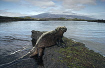 Marine Iguana (Amblyrhynchus cristatus) resting on rock at low tide, Punta Espinosa, Fernandina Island, Galapagos Islands, Ecuador