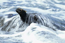 Marine Iguana (Amblyrhynchus cristatus) feeding in wave wash at low tide, Academy Bay, Santa Cruz Island, Galapagos Islands, Ecuador