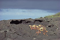 Galapagos Land Iguana (Conolophus subcristatus) female group sharing a male's lava burrow during breeding season, Fernandina Island, Galapagos Islands, Ecuador