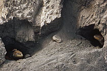 Galapagos Land Iguana (Conolophus subcristatus) females digging nesting burrows inside active caldera, Fernandina Island, Galapagos Islands, Ecuador