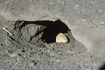 Galapagos Land Iguana (Conolophus subcristatus) female digging nesting burrow inside active caldera, Fernandina Island, Galapagos Islands, Ecuador