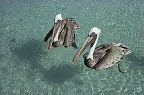 Brown Pelican (Pelecanus occidentalis) pair, Turtle Bay, Santa Cruz Island, Galapagos Islands, Ecuador