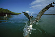 Brown Pelican (Pelecanus occidentalis) plunge diving in Mangrove fringed bay, Tortuga Bay, Santa Cruz Island, Galapagos Islands, Ecuador