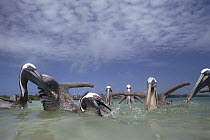 Brown Pelican (Pelecanus occidentalis) group feeding frenzy in coastal shallows, Turtle Bay, Santa Cruz Island, Galapagos Islands, Ecuador