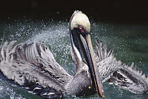 Brown Pelican (Pelecanus occidentalis) bathing in Mangrove (Avicennia sp) lagoon, Academy Bay, Santa Cruz Island, Galapagos Islands, Ecuador