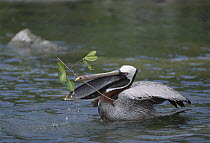 Brown Pelican (Pelecanus occidentalis) male collecting nesting material in Mangrove (Avicennia sp) lagoon, Academy Bay, Santa Cruz Island, Galapagos Islands, Ecuador